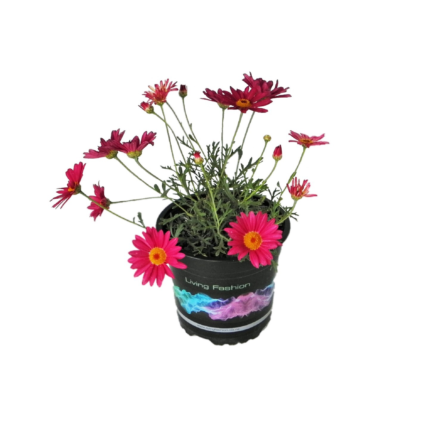 Federation Daisy Double Act
