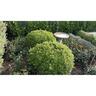 Pittosporum Golf Ball (pvr)