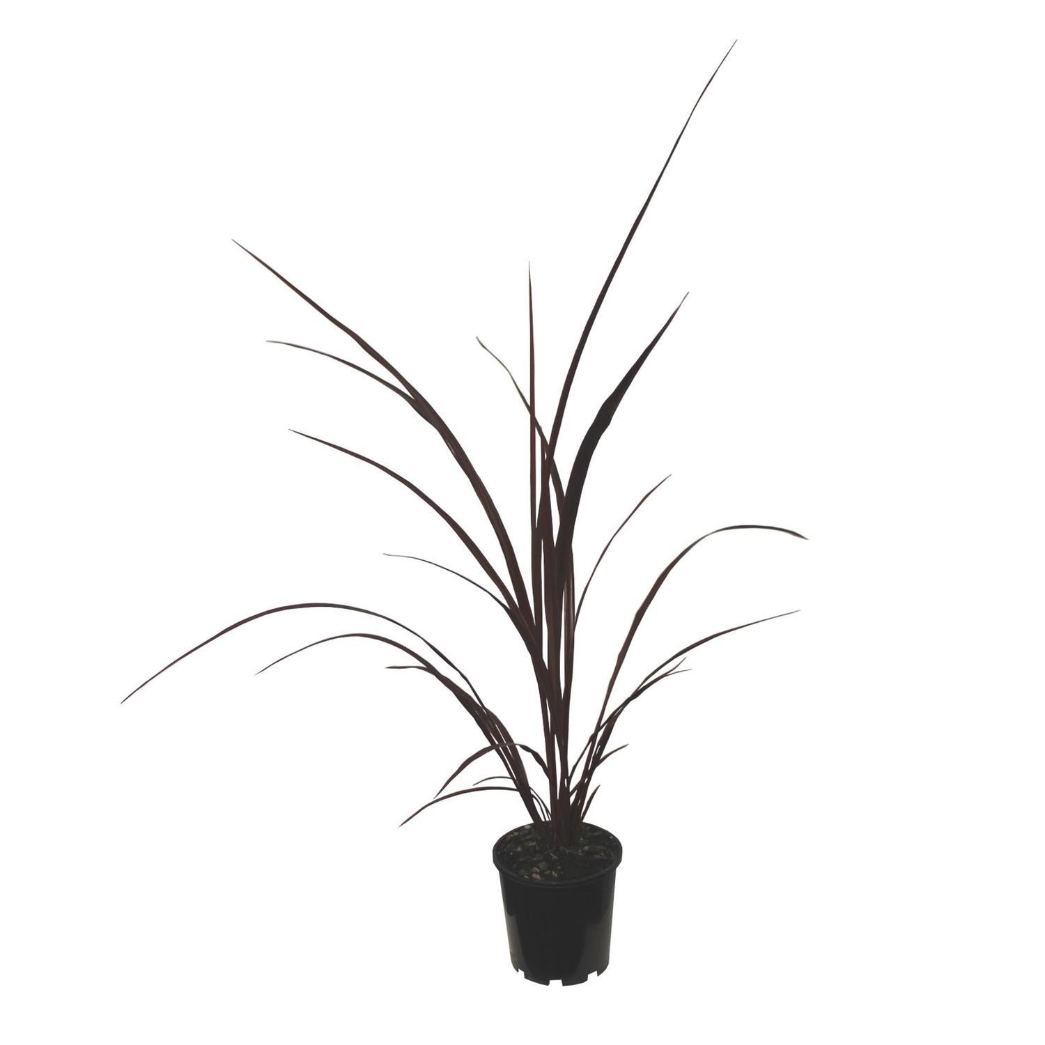 Cordyline Red Fountain