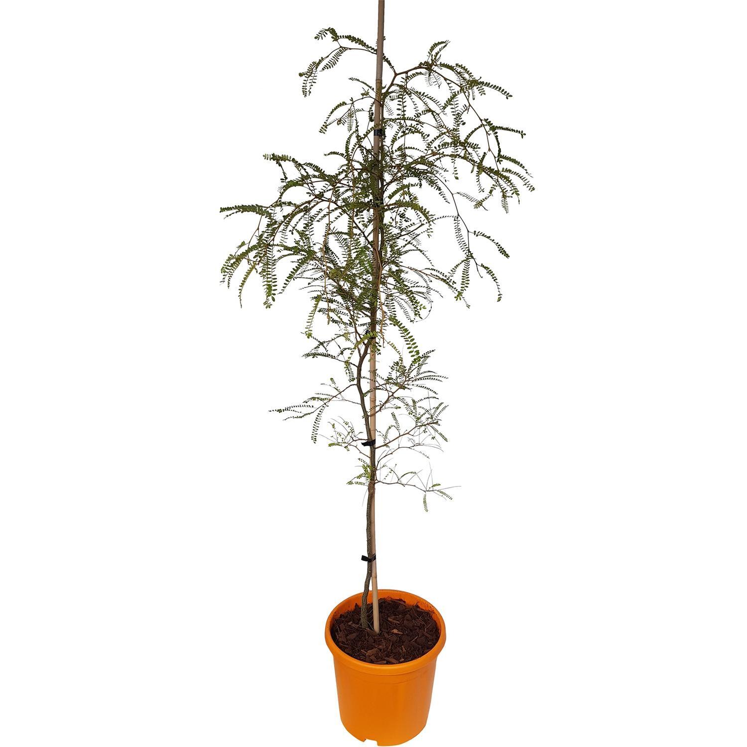 Sophora Microphylla