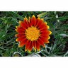 Gazania Vesuvius