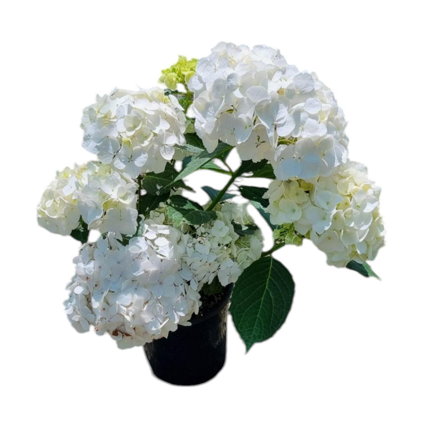 Hydrangea Princess Juliana 4L