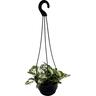 Epipremnum N'Joy 13cm
