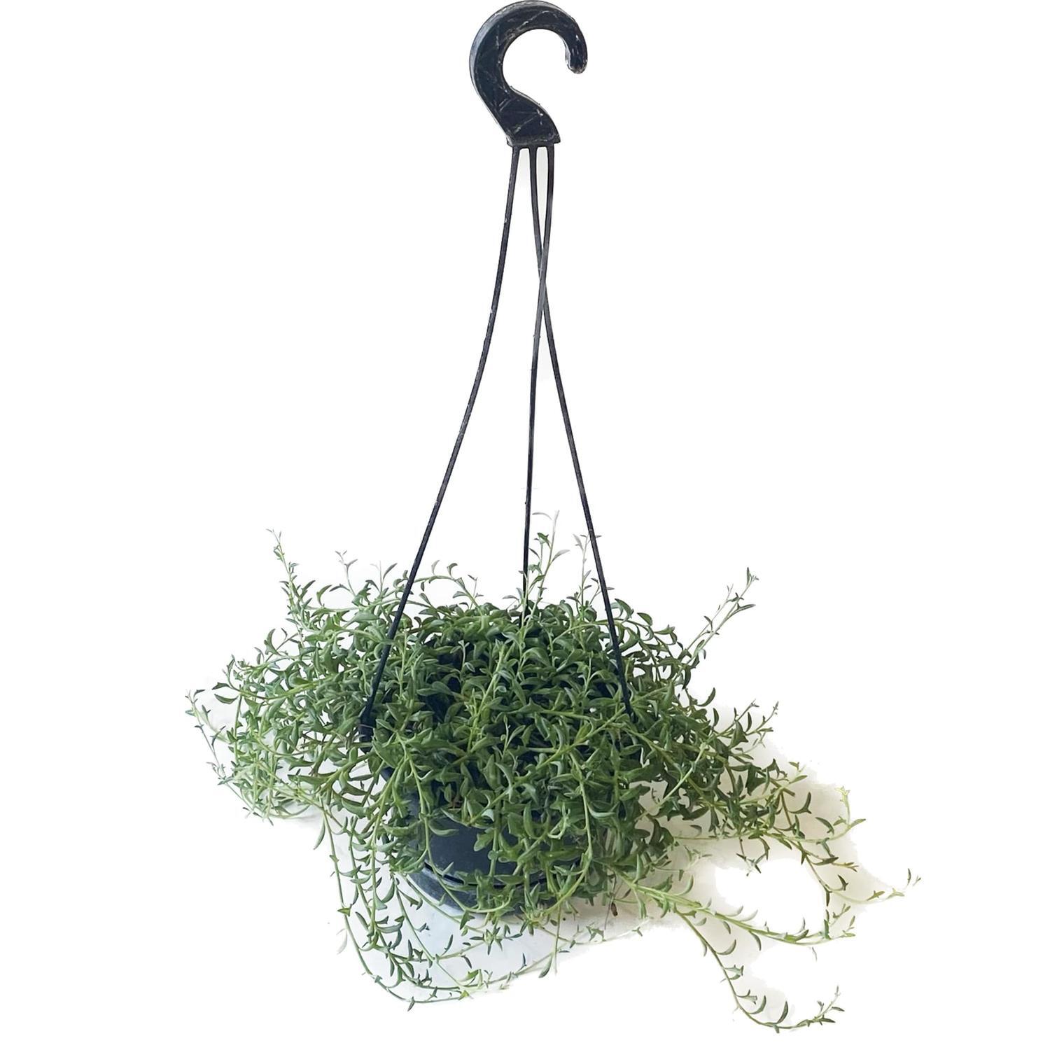 String of Dolphins Basket 14cm