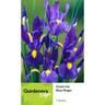 Dutch Iris Blue Magic 7 pack