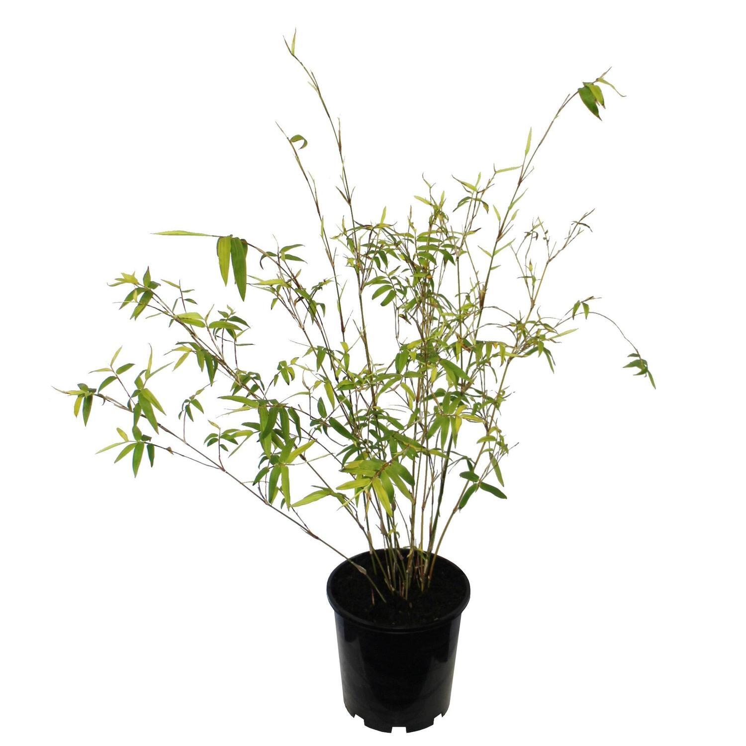 Bambusa Multiplexa Wang Tsai 3.3L