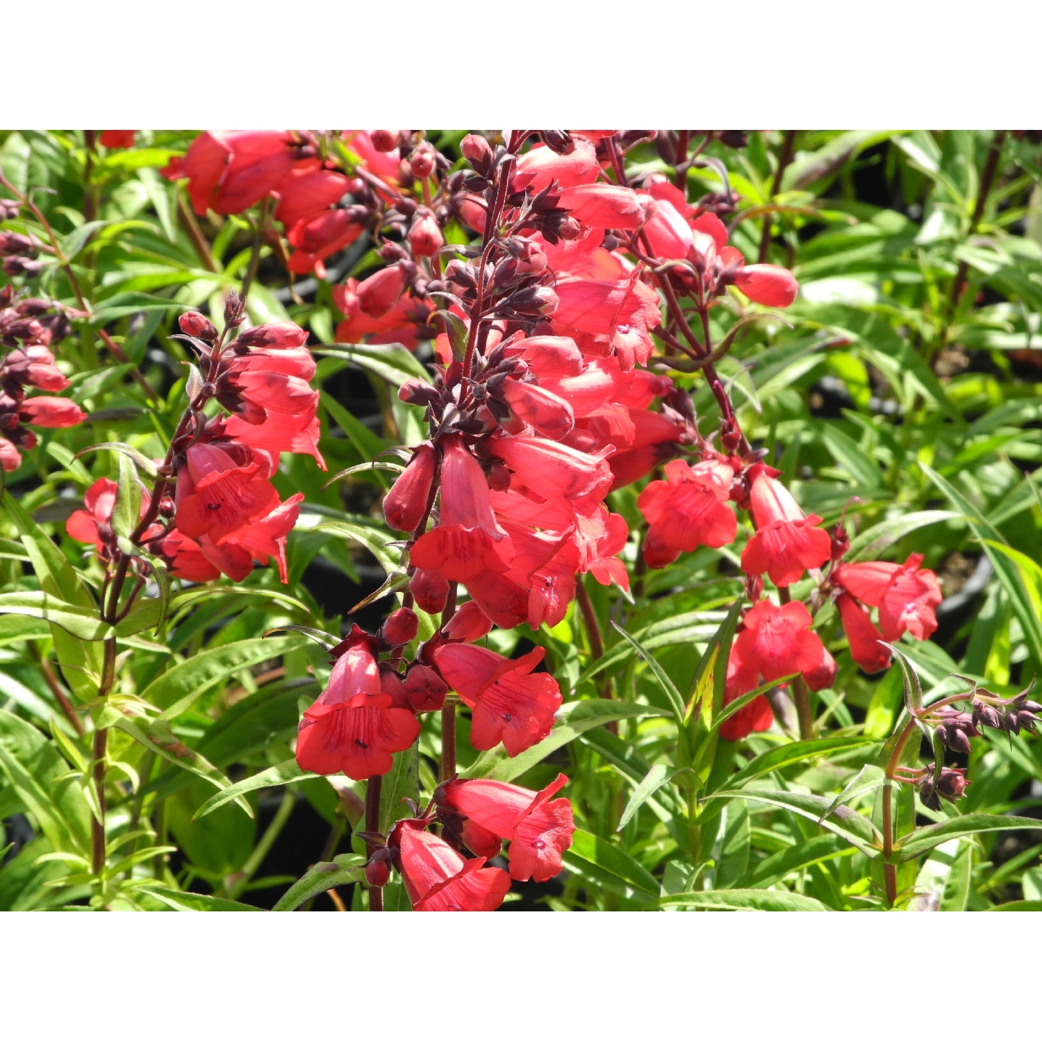 Penstemon Cherry