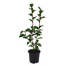 Camellia Roger Hall