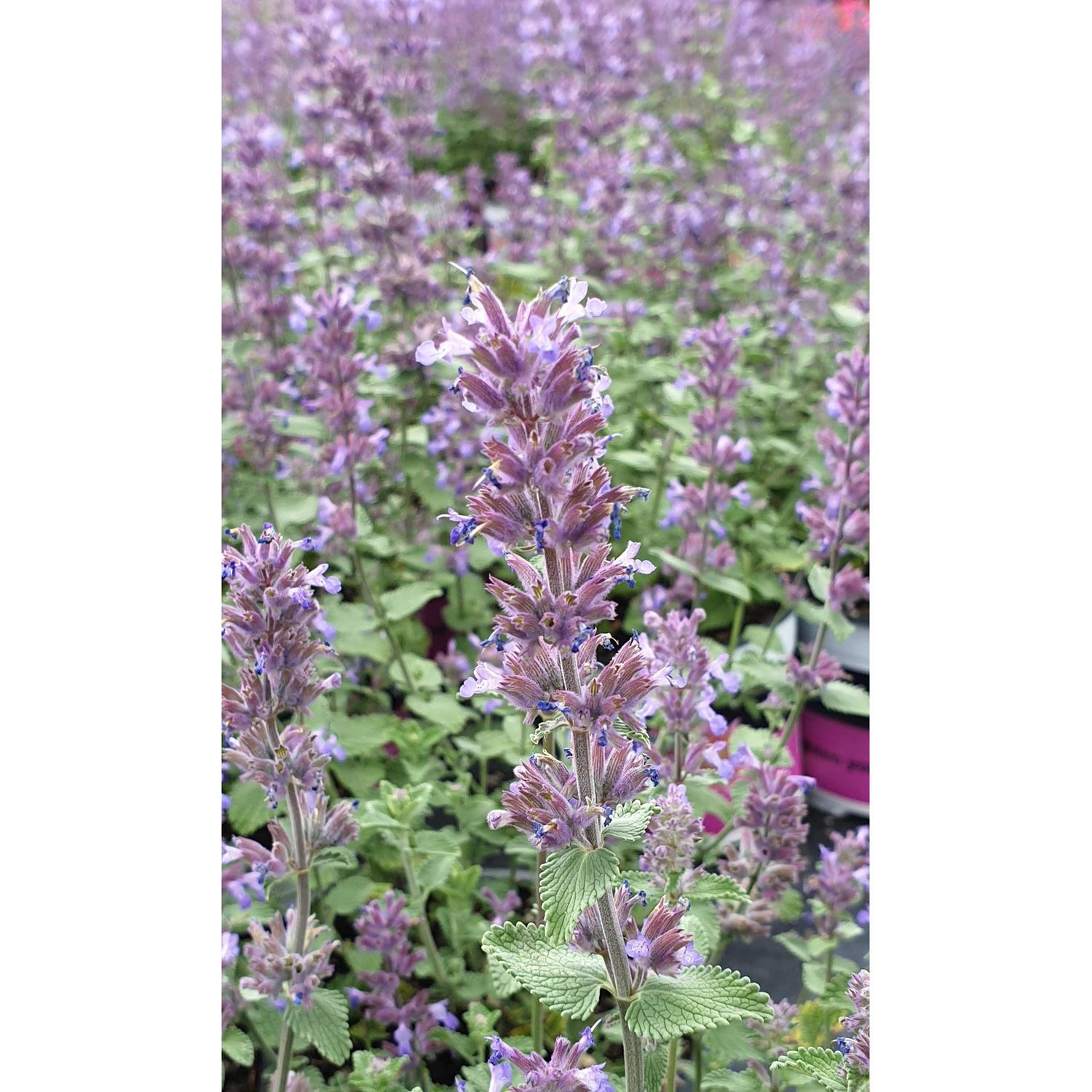 Nepeta Superba