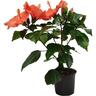 Flowering Hibiscus