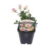 Patio Rose Baby Face 1 litre Soft Pink
