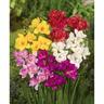 Freesia Double 'Mixed'