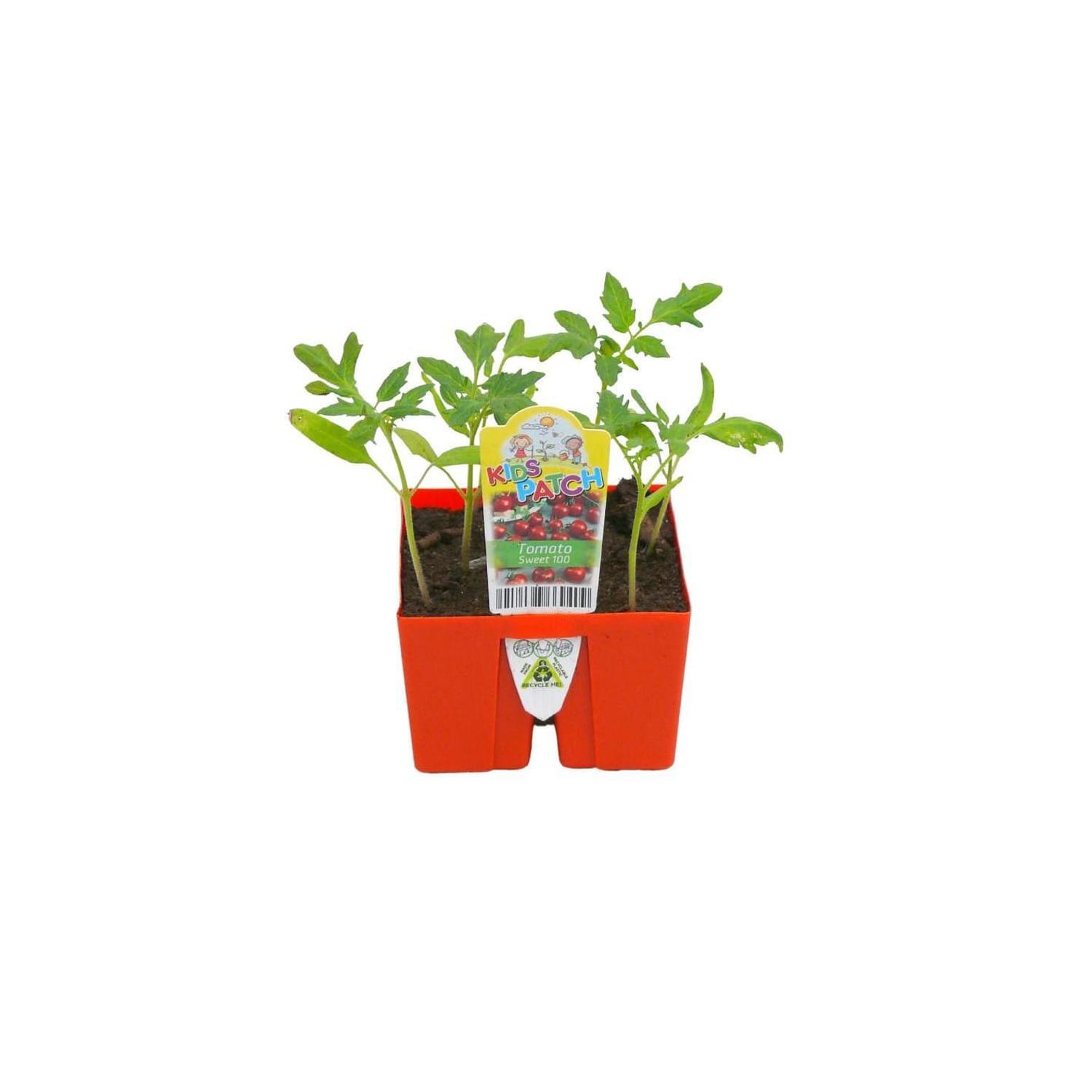 Tomato 'Sweet 100'