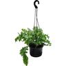Phlebodium Davana Indoor Basket