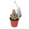 Assorted Cacti Varities