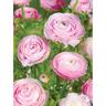 Ranunculus 'Pink'