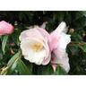 Camellia Sugar and Spice 3.5 litre