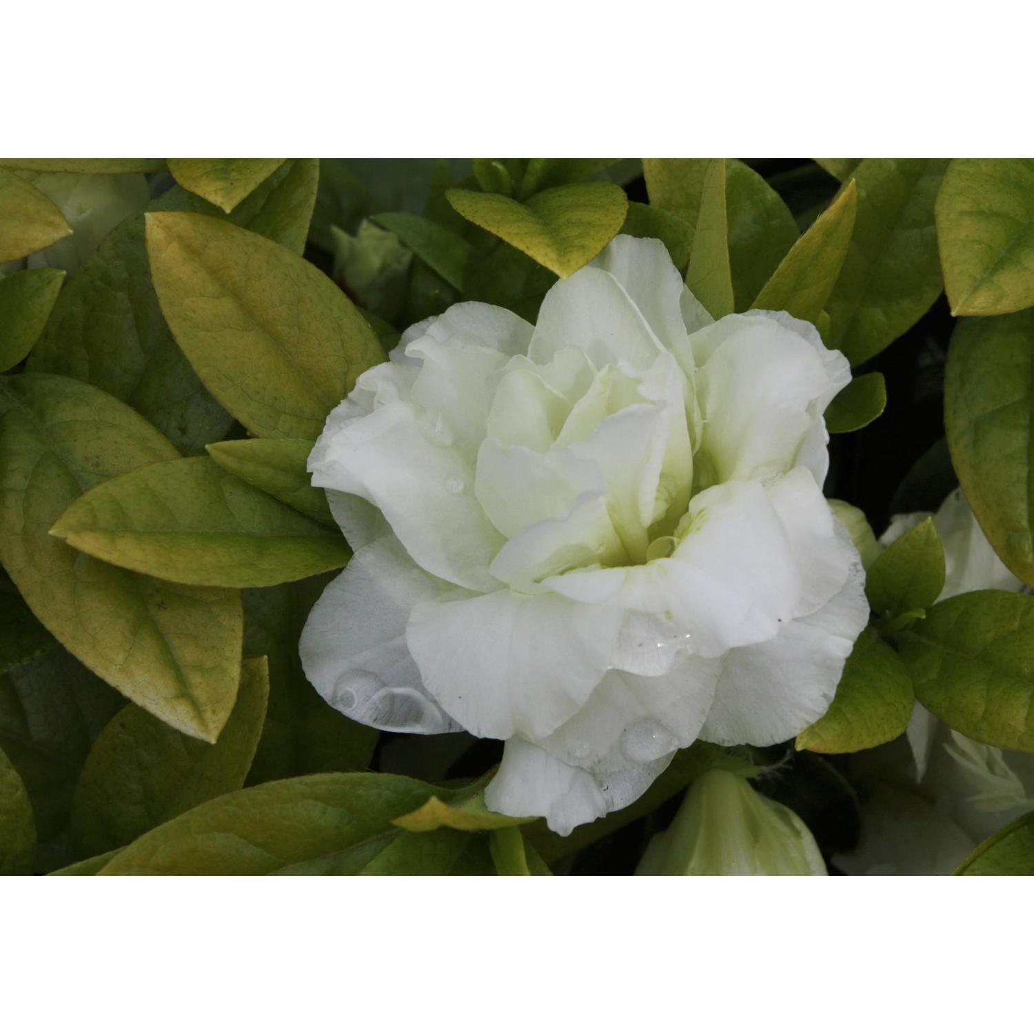 Azalea