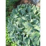 Stachys byzantina 2 Litre