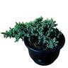 Bonsai for Beginners Juniperus Procumbens Nana  13cm