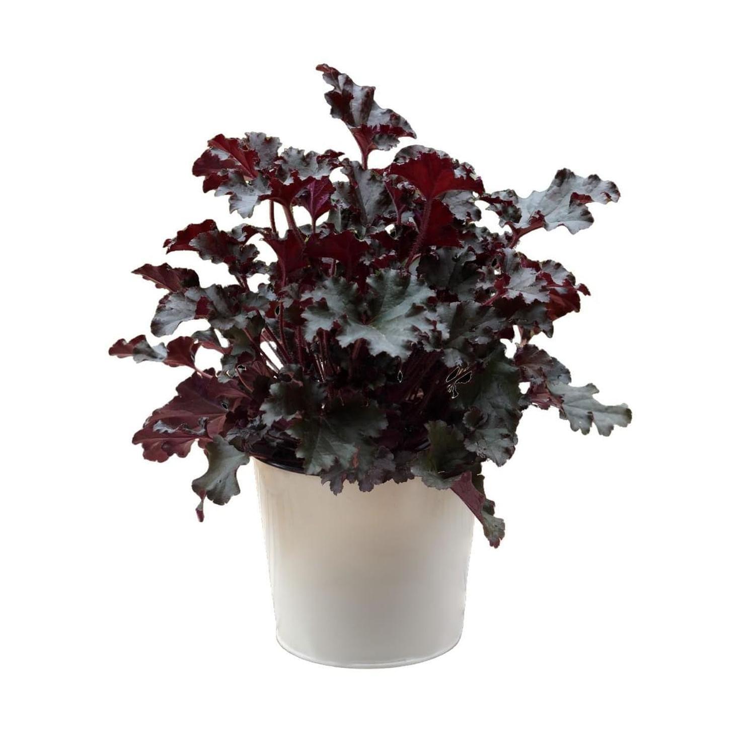 Heuchera Dark Secret