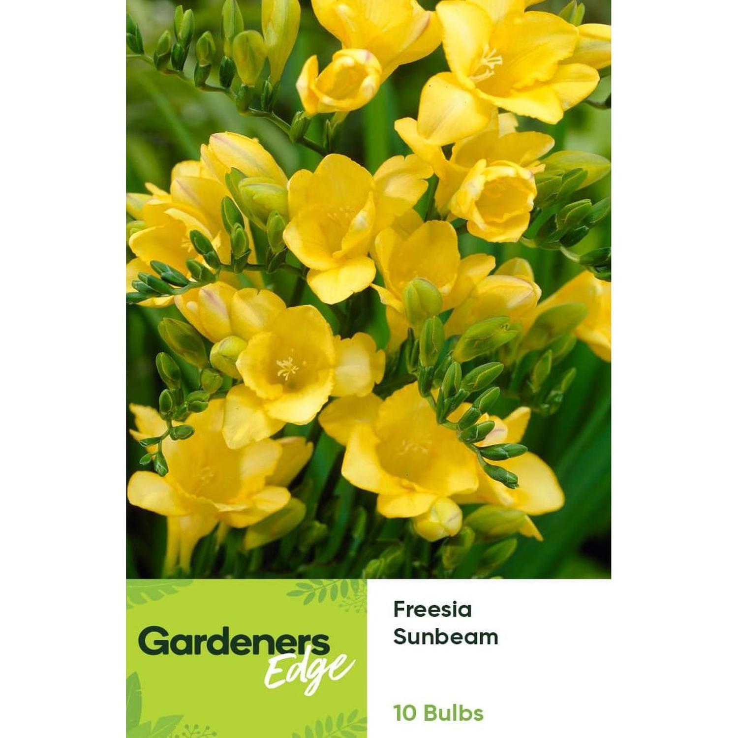 Freesia Single Yellow Sunbeam 10 pack