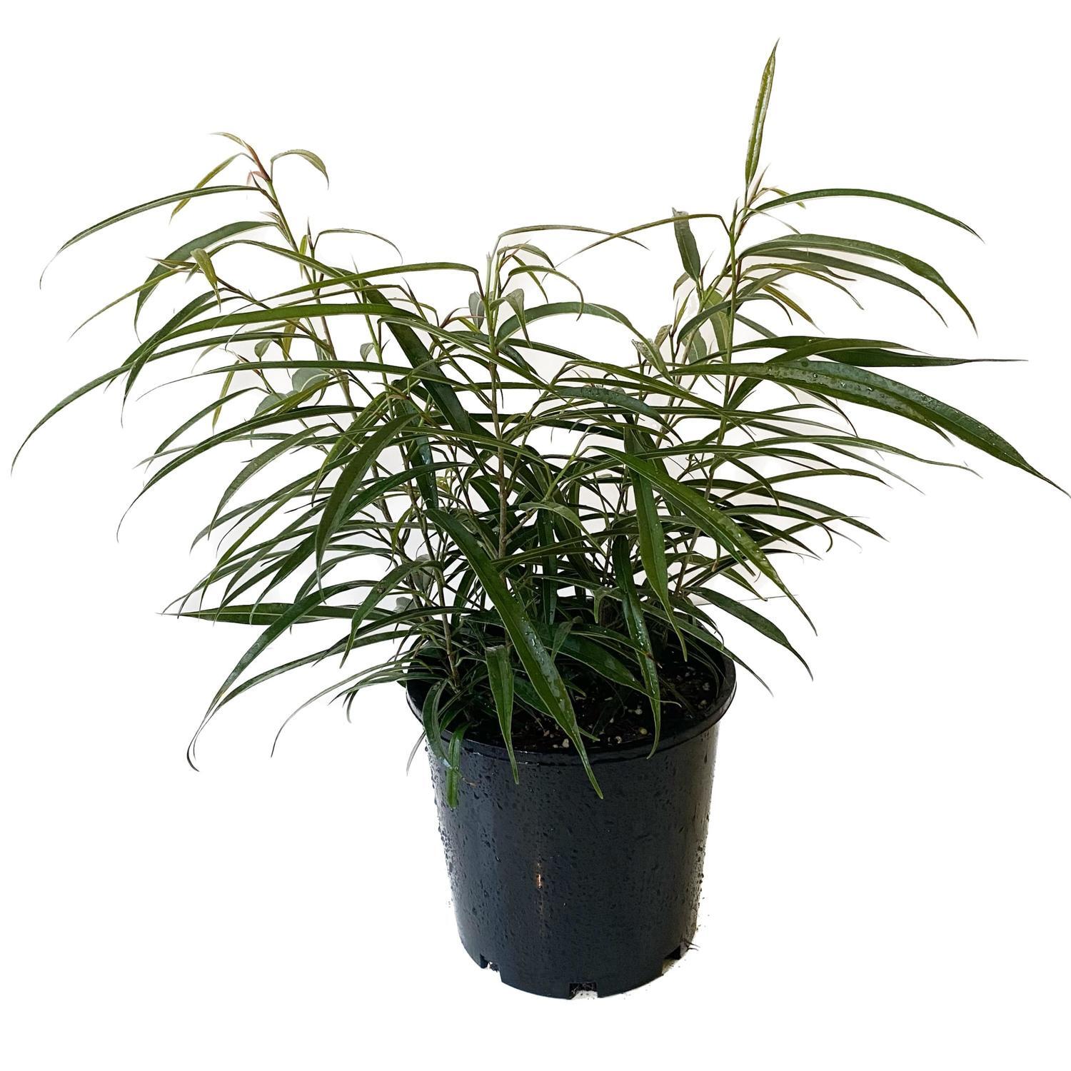 Ficus Petali 20cm