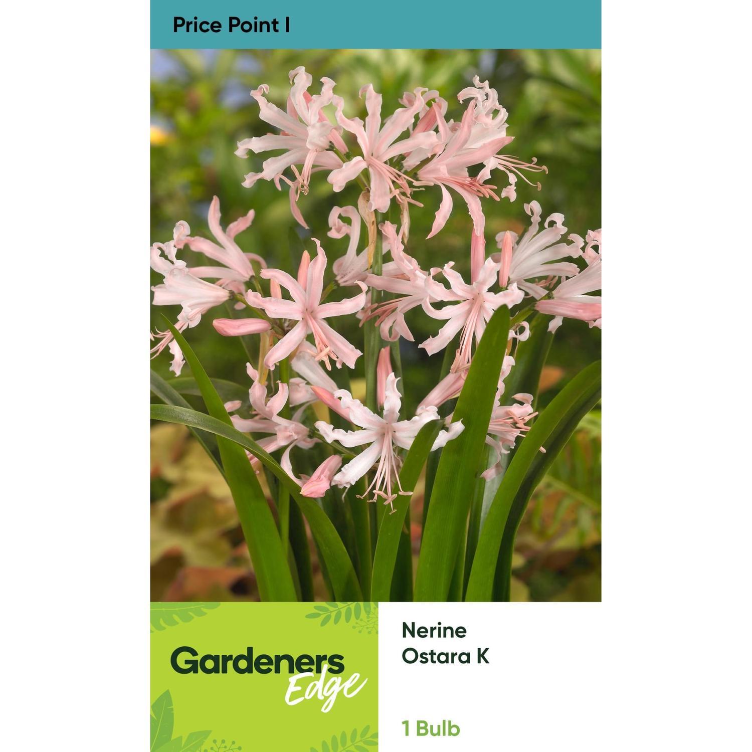 Nerine Ostara K 1 Pack