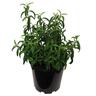Cistus Brilliancy 3.3 litre
