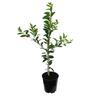 Limequat Eustis