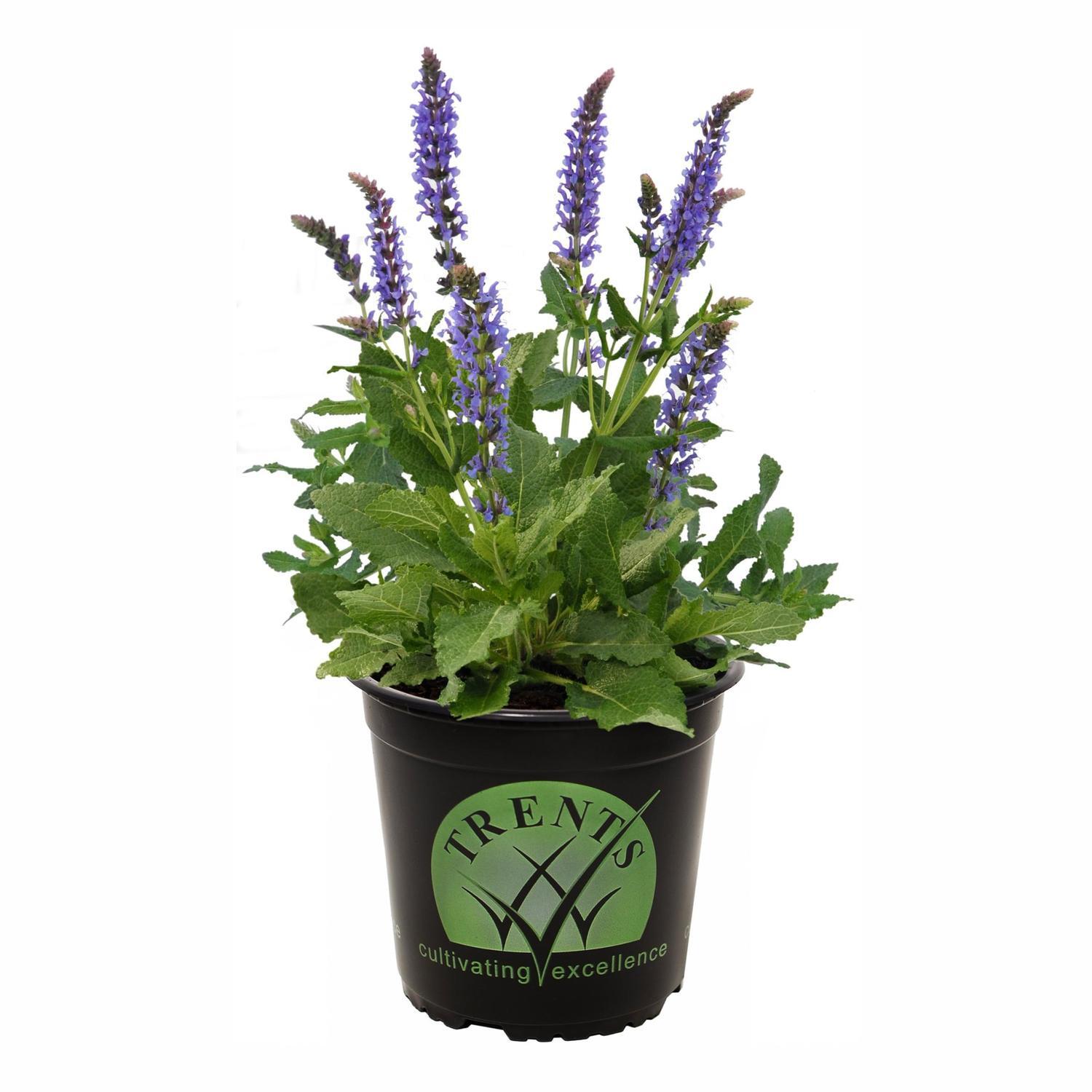 Salvia Blue Hills