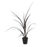 Cordyline Red Fountain