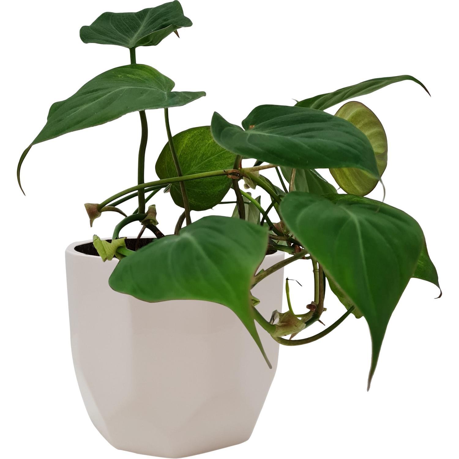 Philodendron Micans in Ceramic Pot