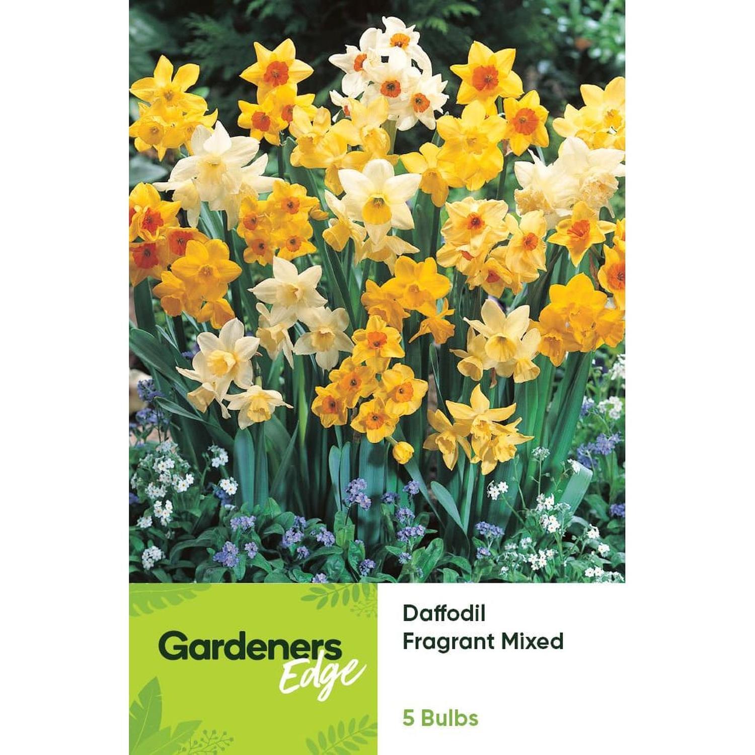 Daffodil Fragrant Mixed 5 Pack