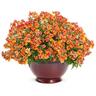 Nemesia Blood Orange