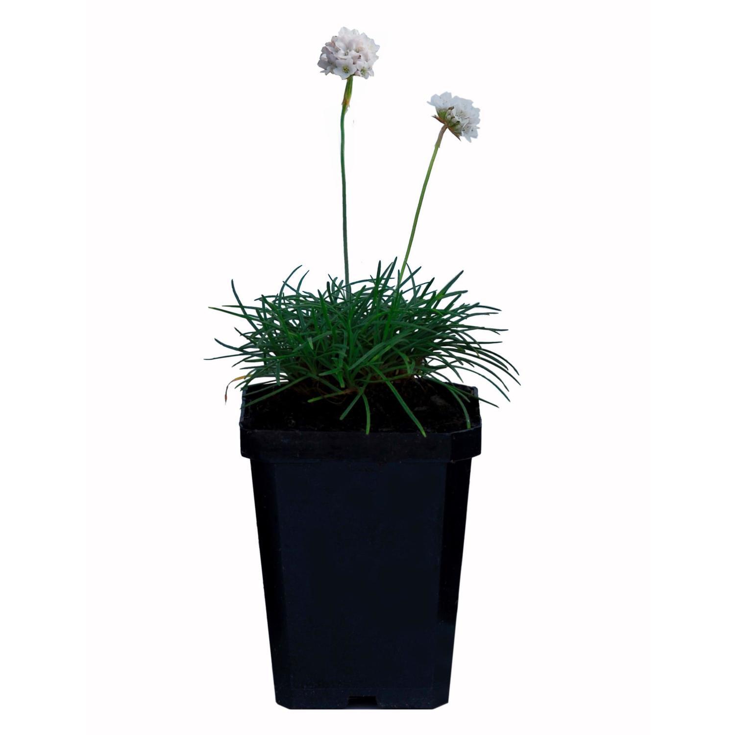 Aremeria Maritima Alba