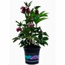 Hellebore Tutu