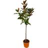 Magnolia Grandiflora Ferruginea 10 litre
