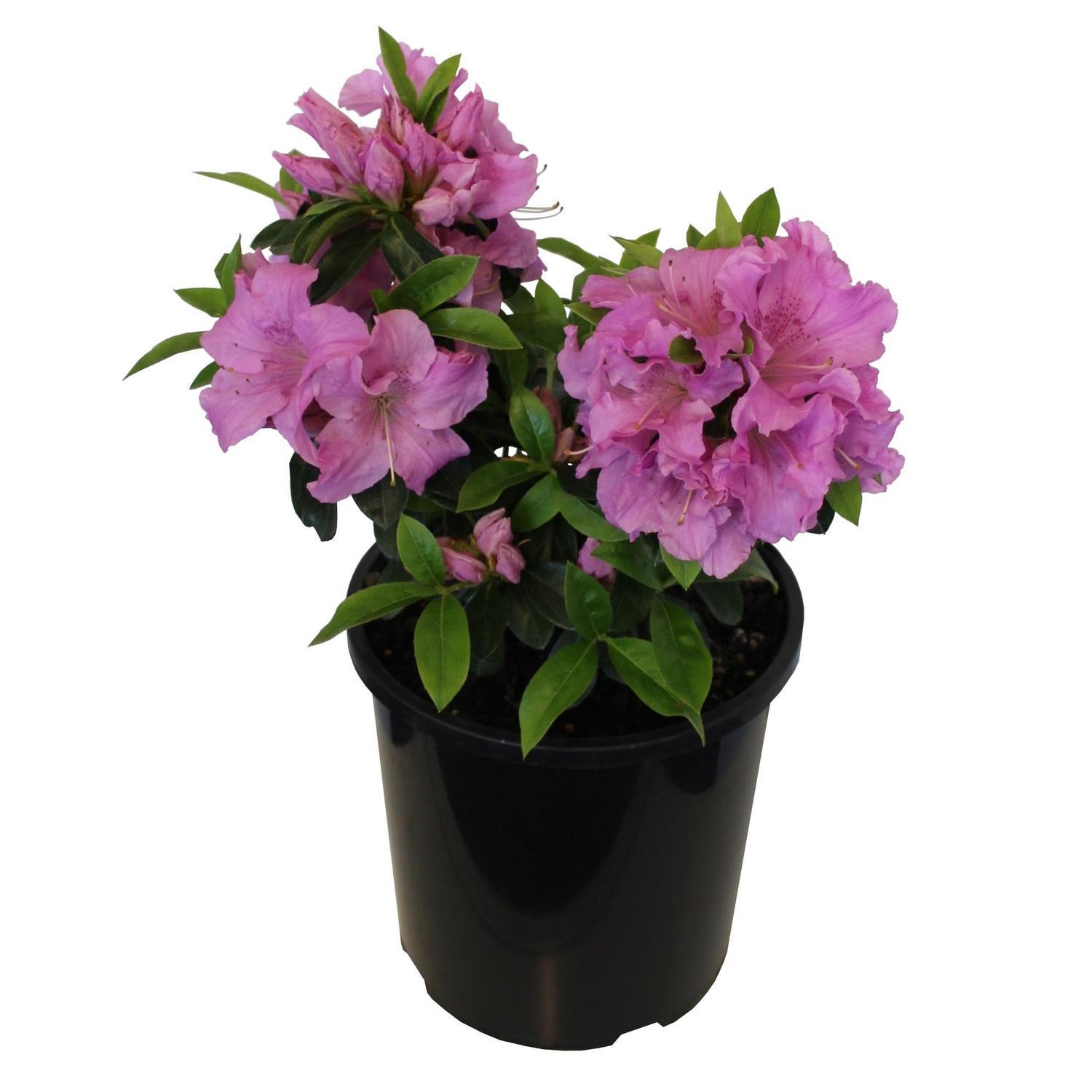 Azalea Autumn Lilac