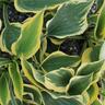 Hosta Liberty