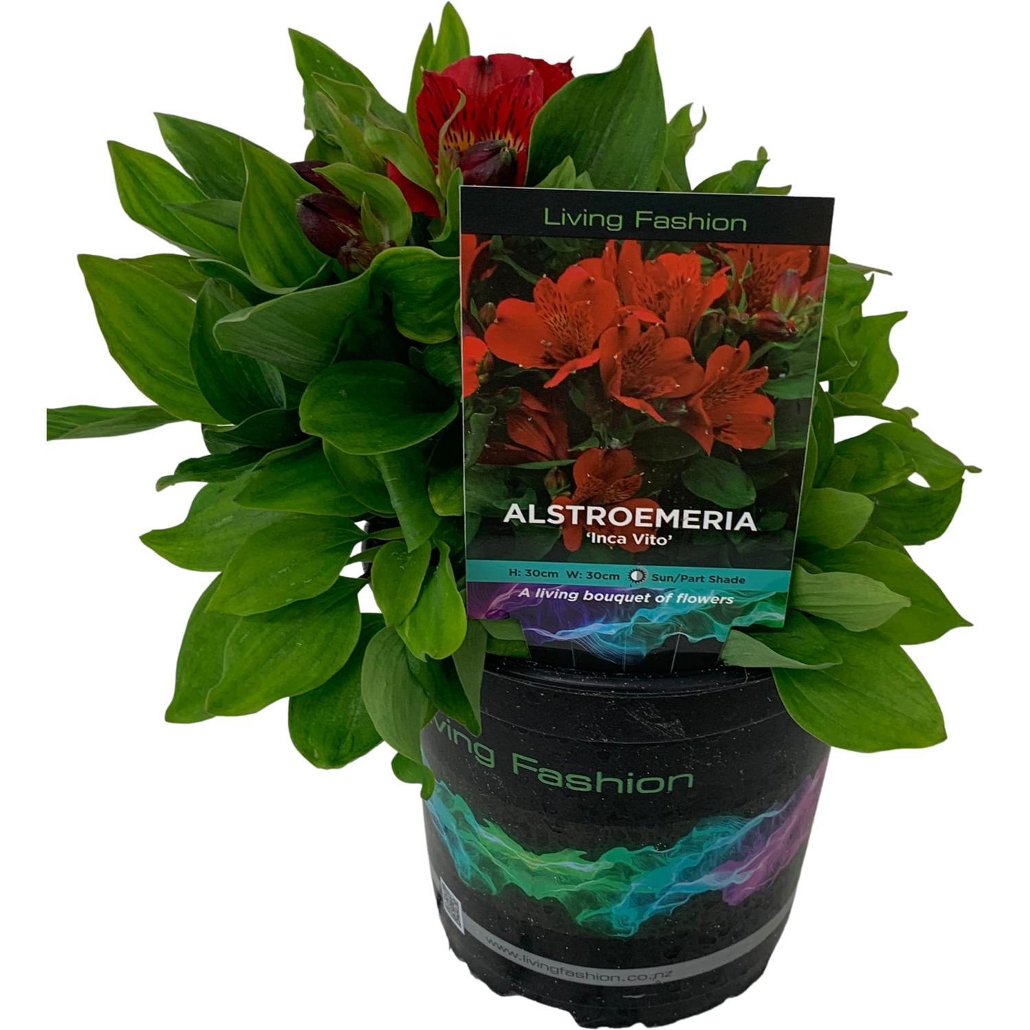 Alstroemeria Inca Vito