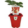 Strawberry Camarosa 10cm