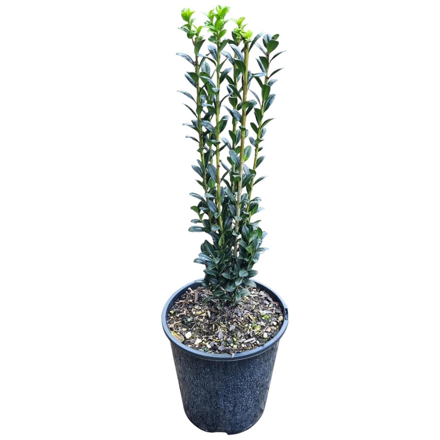 Ilex Sky Pencil 3.3L