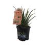 Aloe Hedgehog 1.5 litre