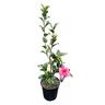 Camellia Assorted  4L