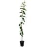 Apple Semi-Dwarf 'Roy's Pearl' 4.7 litre