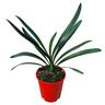 Clivia Grandiflora  3.3L