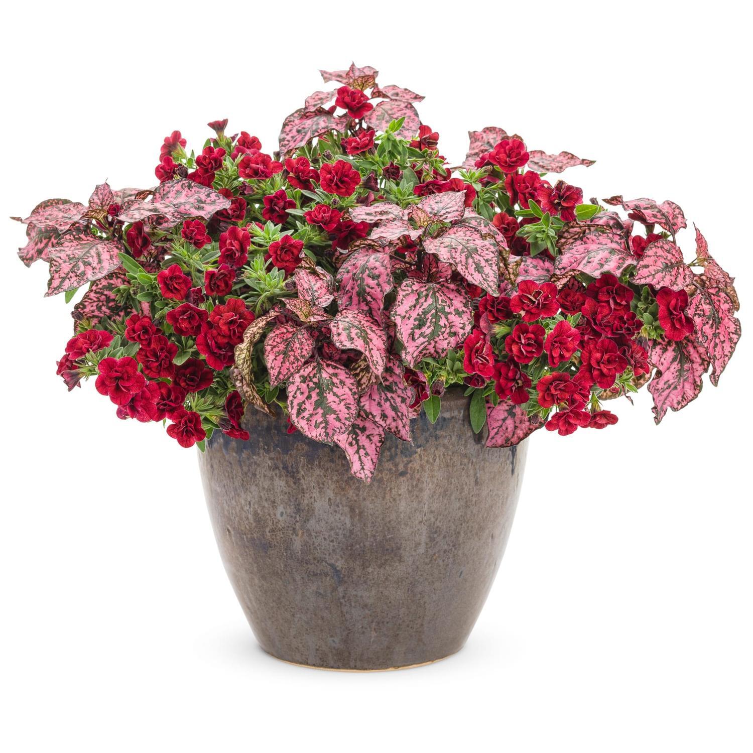Calibrachoa Double Ruby