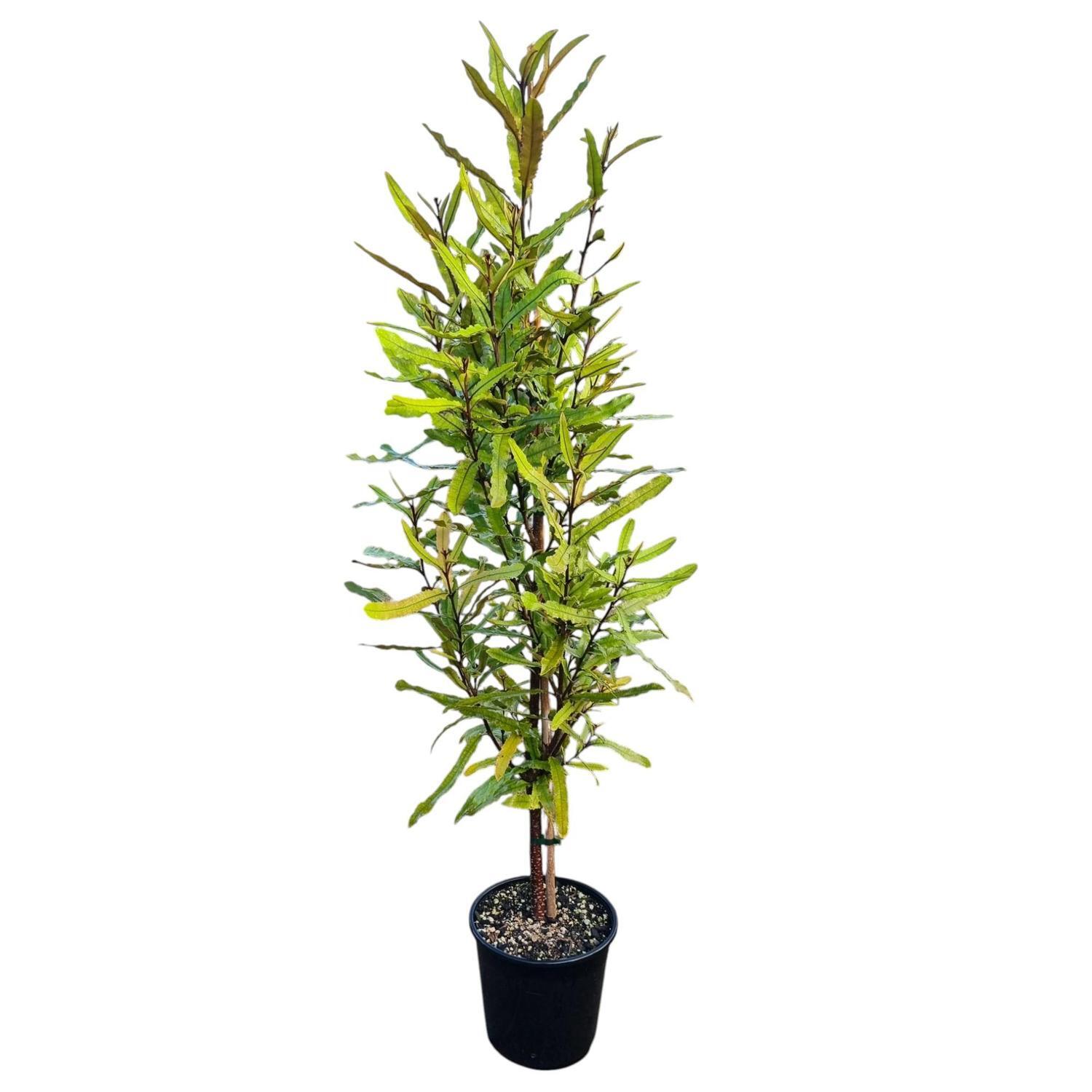 Knightia Excelsa 'Rewarewa'  6L