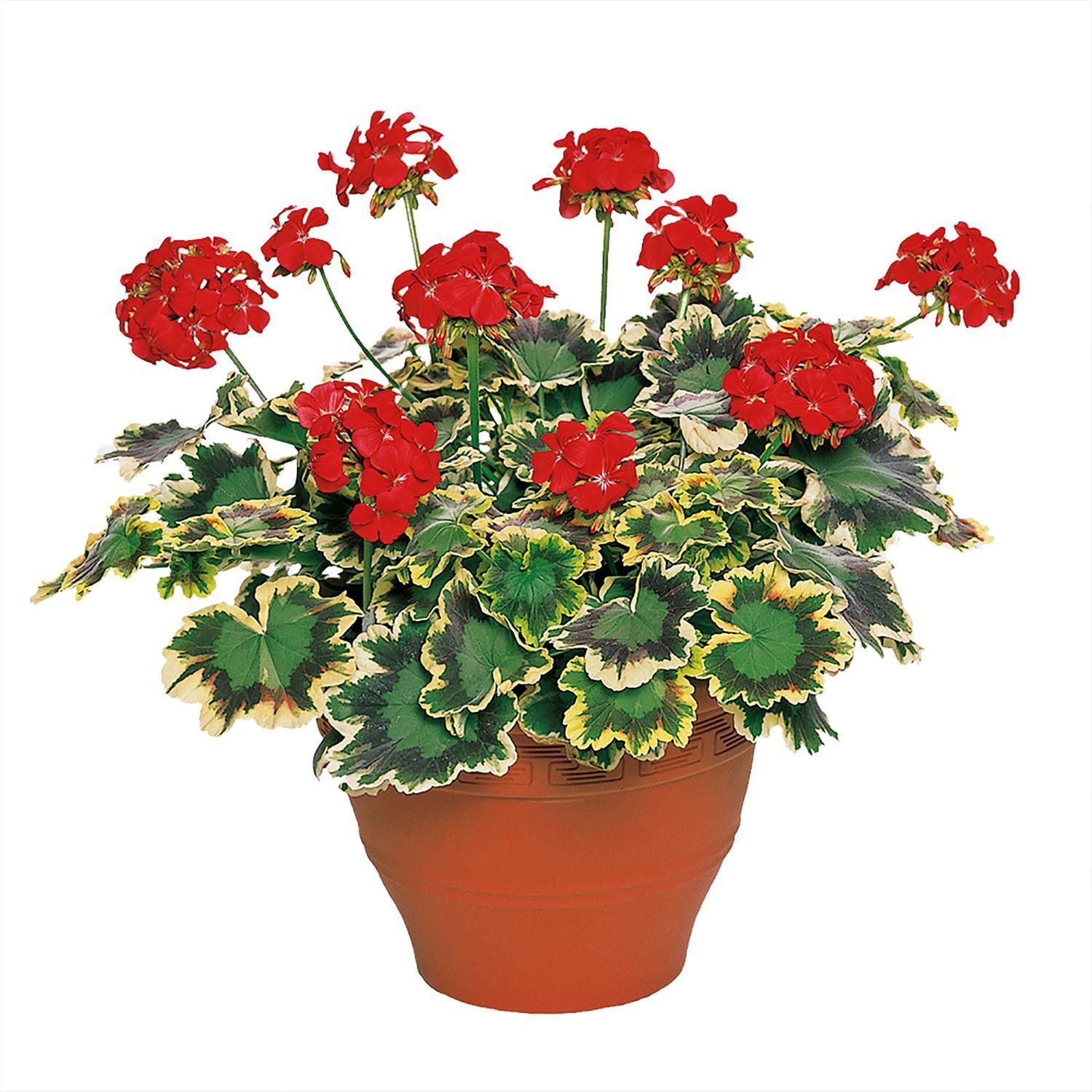 Pelargonium Fancy Mrs Pollock